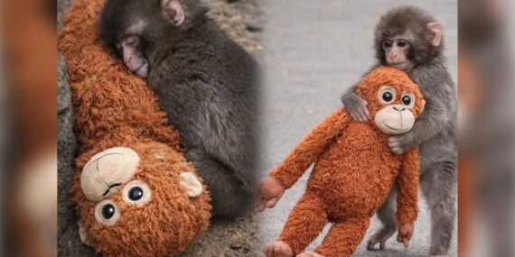 Dünya onu konuşuyor: Terk edilen Punch’ın hikâyesi