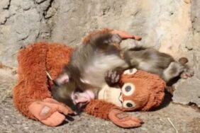 Sosyal medyayı sallayan maymun Punch'ın hikayesi