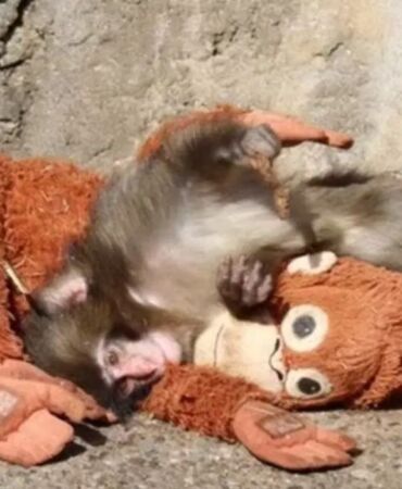 Sosyal medyayı sallayan maymun Punch'ın hikayesi