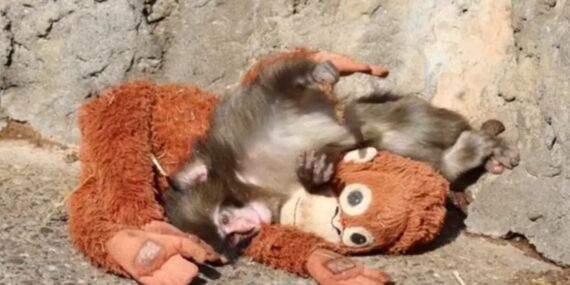 Sosyal medyayı sallayan maymun Punch’ın hikayesi