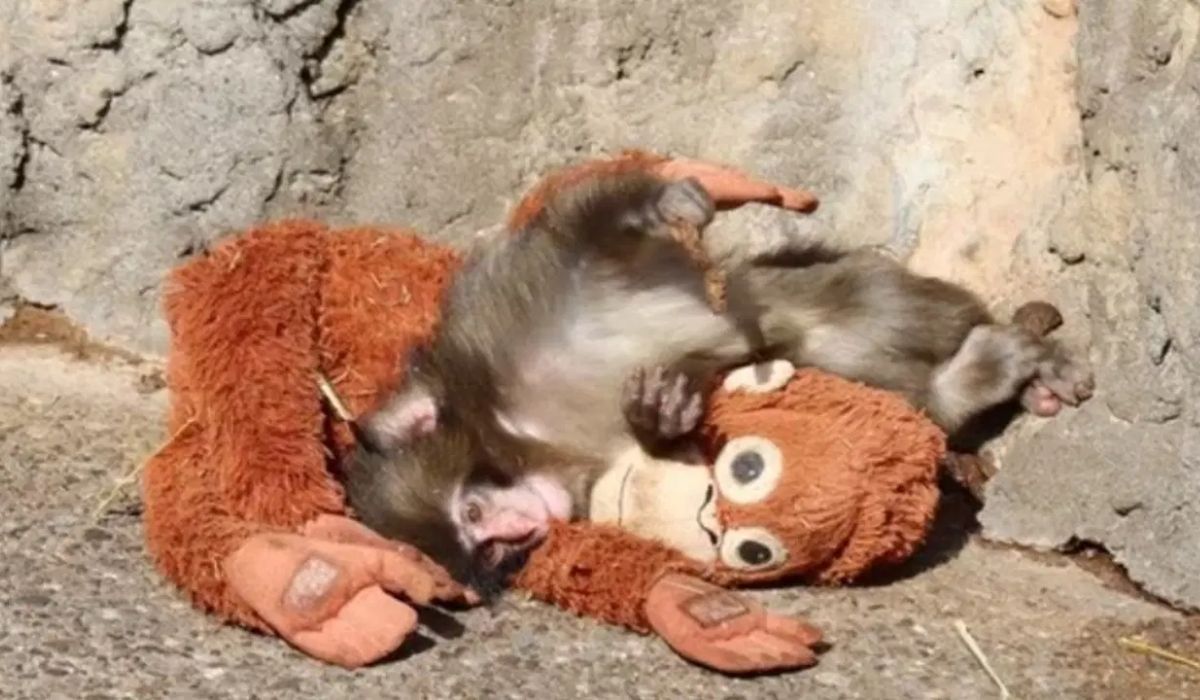 Sosyal medyayı sallayan maymun Punch'ın hikayesi