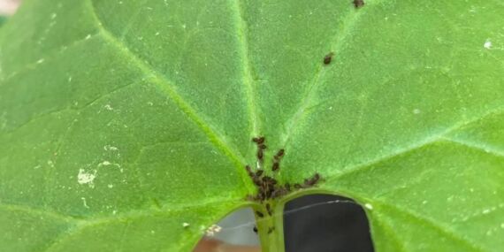 Kaz Dağları’nda yeni bir böcek türü keşfedildi