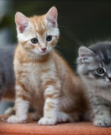 dünya kediler günü