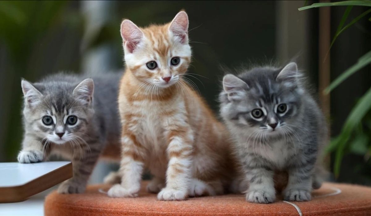 dünya kediler günü