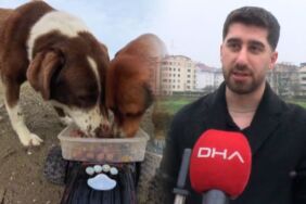 sokak hayvanlarına oyuncak arabalı mama servisi