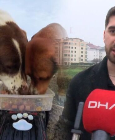 sokak hayvanlarına oyuncak arabalı mama servisi