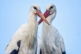 yaren ve nazlı leylek