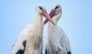 yaren ve nazlı leylek