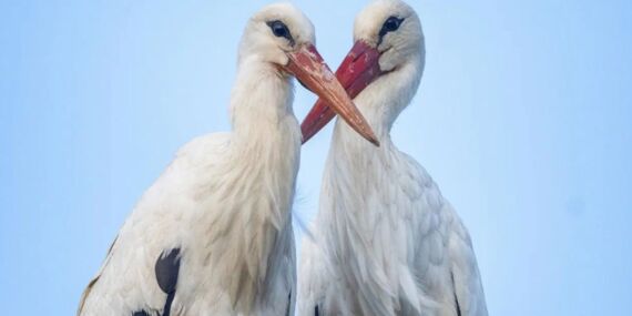Adem Amca’nın çatısında bayram havası: Yaren leyleğin eşi Nazlı geldi