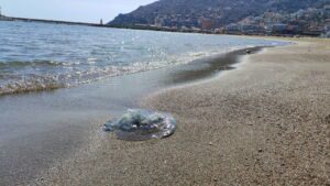 BALIKÇILARIN KABUSU OLDULAR : ATTIKLARI AĞLARA YÜZLERCE DEV DENİZANASI TAKILDI ANTALYA KÖRFEZİ'NDE 5 METREKAREYE BİR DENİZANASI DÜŞÜYOR TÜRÜNÜN EN BÜYÜĞÜ OLAN VE AĞIRLIĞI 10 KİLOYA KADAR OLUŞAN DENİZANALARININ YÜZLERCESİ BALIKÇIKLARIN AĞINA TAKILDI AKDENİZ ÜNİVERSİTESİ SU ÜRÜNLERİ FAKÜLTESİ'NDEN ÖĞRETİM ÜYESİ PROF. DR. MEHMET GÖKOĞLU: "ÖZELLİKLE KIYIYA VURAN DENİZANALARINA KARŞI ÇOCUKLAR İÇİN DİKKATLİ OLUNMASI VE TEMAS EDİLMEMESİ GEREKİYOR.  ELLERİNE VÜCUTLARINA DOKUNURSA YAKMA, SU TOPLAMA, KABARCIKLAR OLUŞTURABİLİR" "BU GEÇİŞ NİSAN'IN SONUNA DOĞRU MAYIS'IN BAŞLARINDA TAMAMLANACAK. YANİ PLAJ SEZONU, TURİZM SEZONUNUN BAŞLADIĞI DÖNEMDE BU GEÇİŞ TAMAMLANACAK"
