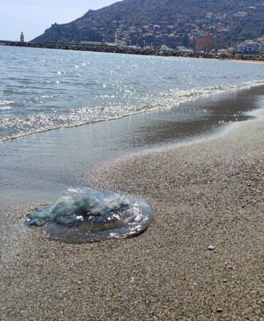 BALIKÇILARIN KABUSU OLDULAR : ATTIKLARI AĞLARA YÜZLERCE DEV DENİZANASI TAKILDI ANTALYA KÖRFEZİ'NDE 5 METREKAREYE BİR DENİZANASI DÜŞÜYOR TÜRÜNÜN EN BÜYÜĞÜ OLAN VE AĞIRLIĞI 10 KİLOYA KADAR OLUŞAN DENİZANALARININ YÜZLERCESİ BALIKÇIKLARIN AĞINA TAKILDI AKDENİZ ÜNİVERSİTESİ SU ÜRÜNLERİ FAKÜLTESİ'NDEN ÖĞRETİM ÜYESİ PROF. DR. MEHMET GÖKOĞLU: "ÖZELLİKLE KIYIYA VURAN DENİZANALARINA KARŞI ÇOCUKLAR İÇİN DİKKATLİ OLUNMASI VE TEMAS EDİLMEMESİ GEREKİYOR.  ELLERİNE VÜCUTLARINA DOKUNURSA YAKMA, SU TOPLAMA, KABARCIKLAR OLUŞTURABİLİR" "BU GEÇİŞ NİSAN'IN SONUNA DOĞRU MAYIS'IN BAŞLARINDA TAMAMLANACAK. YANİ PLAJ SEZONU, TURİZM SEZONUNUN BAŞLADIĞI DÖNEMDE BU GEÇİŞ TAMAMLANACAK"