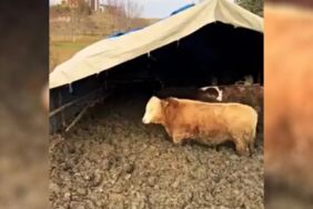 Çamurda beslenen hayvanlar için Bakanlık devrede