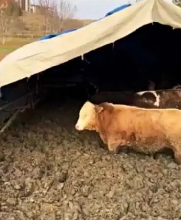 Çamurda beslenen hayvanlar için Bakanlık devrede