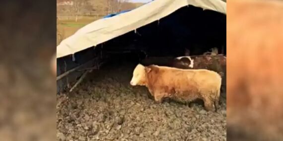 Çamurda beslenen hayvanlar için Bakanlık devrede!