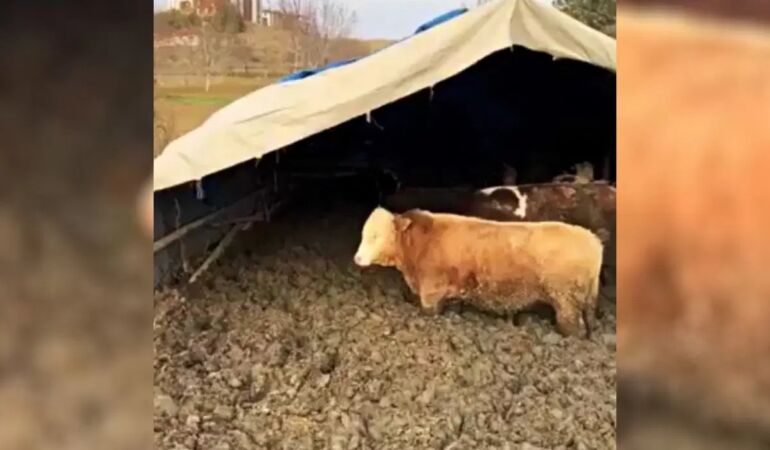 Çamurda beslenen hayvanlar için Bakanlık devrede!