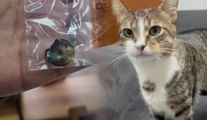 Kedinin midesinden vantuz çıktı!