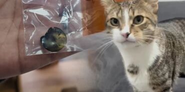 Kedinin midesinden vantuz çıktı!