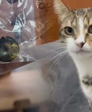 Kedinin midesinden vantuz çıktı!