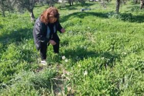 Kış ortasında bahar kokusu 'Aşk çiçeği' Mut’ta yeni geçim kapısı oldu1