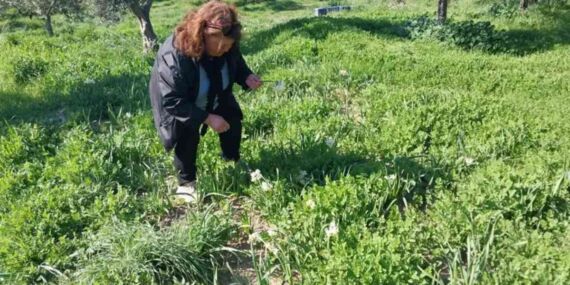 Kış ortasında bahar kokusu: ‘Aşk çiçeği’ Mut’ta yeni geçim kapısı oldu