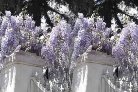 Mor salkımlar ve İstanbul köşkleri