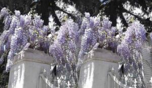 Mor salkımlar ve İstanbul köşkleri