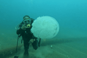 antalya'da 10 kiloluk denizanaları göründü