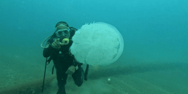 antalya'da 10 kiloluk denizanaları göründü