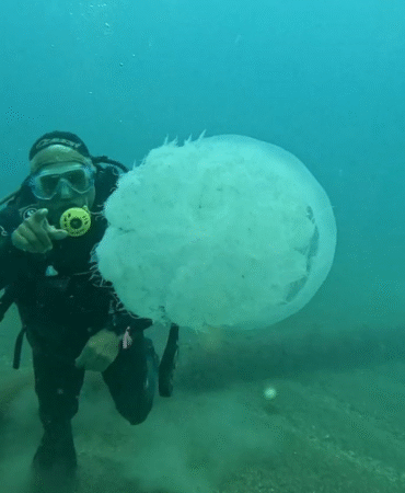 antalya'da 10 kiloluk denizanaları göründü
