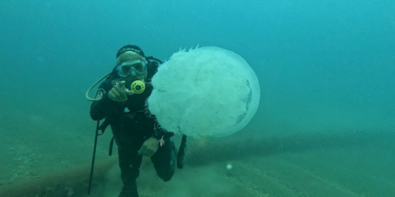 Denizleri sarsan manzara: Antalya’da 10 kiloluk denizanaları görüldü