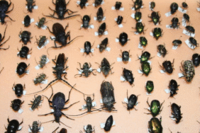 sessiz tanıkların rolü böcekler