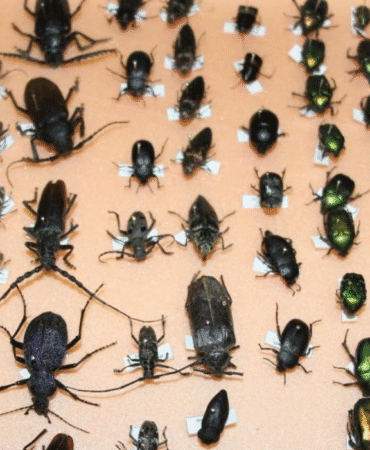 sessiz tanıkların rolü böcekler