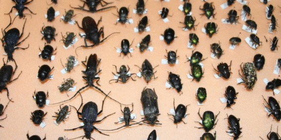 Böcekler cinayet sırlarını ortaya çıkarıyor: Sessiz tanıkların rolü