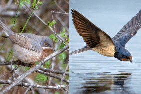 Antalya’da kuş zenginliği Sadece 3 gün içinde 120 tür kayda geçti