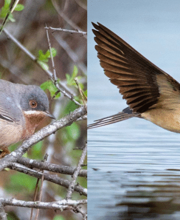 Antalya’da kuş zenginliği Sadece 3 gün içinde 120 tür kayda geçti