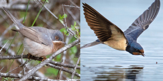 Antalya’da kuş zenginliği: Sadece 3 gün içinde 120 tür kayda geçti
