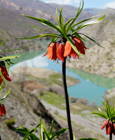 Çiçek koparmanın bedeli 700 bin TL Doğal yaşamı koruma yasası devrede (1)