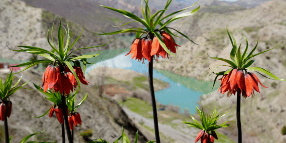 Çiçek koparmanın bedeli 700 bin TL: Doğal yaşamı koruma yasası devrede