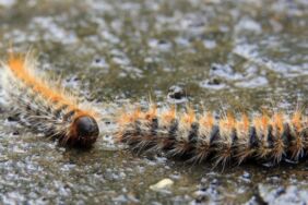 İstanbul'da 'zehirli tırtıl' alarmı Hem orman hem canlılar risk altında!