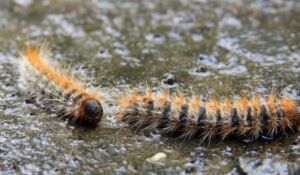 İstanbul'da 'zehirli tırtıl' alarmı Hem orman hem canlılar risk altında!