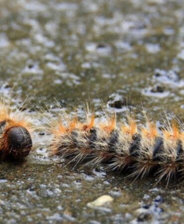 İstanbul'da 'zehirli tırtıl' alarmı Hem orman hem canlılar risk altında!