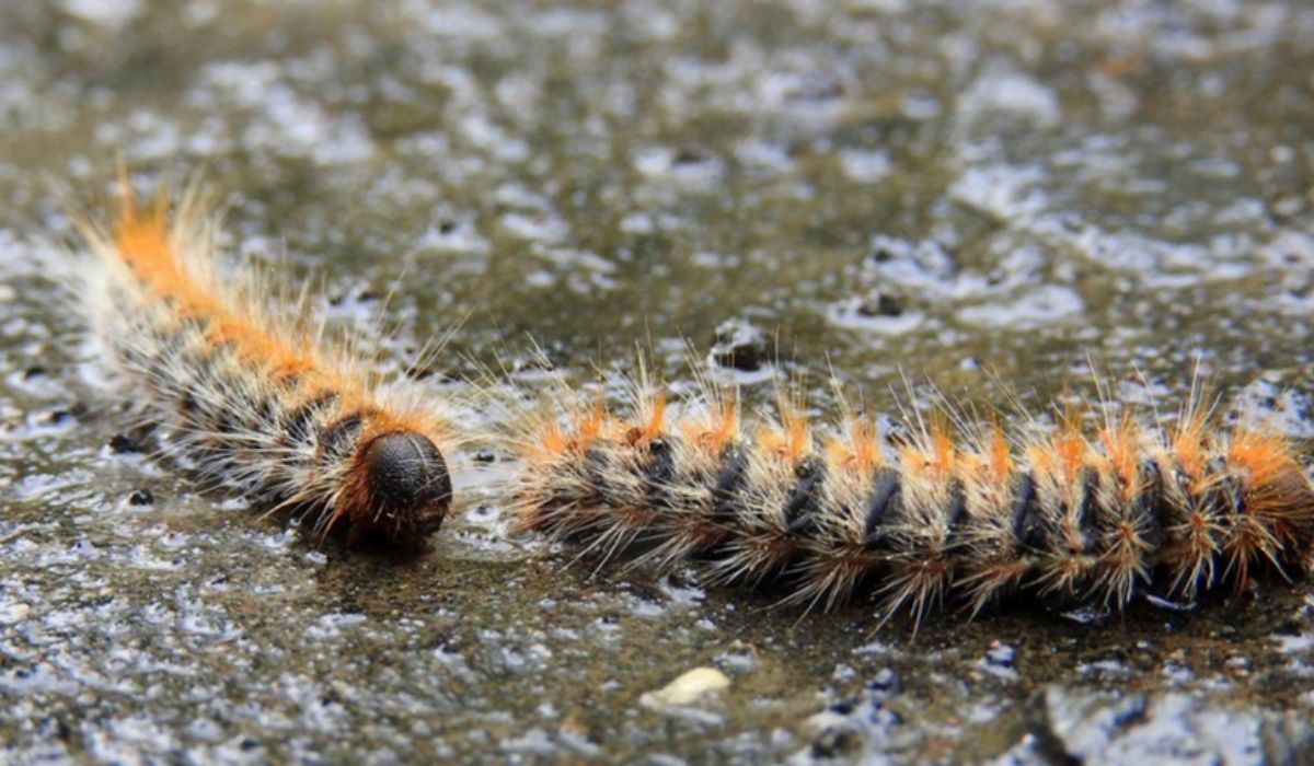 İstanbul'da 'zehirli tırtıl' alarmı Hem orman hem canlılar risk altında!