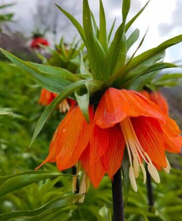 Ters laleler çiçek açtı Sason’da doğa turizmi canlandı
