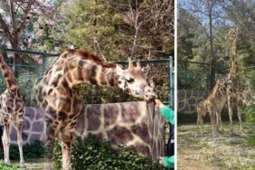 Türkiye’nin ilk zürafa yavrusu dünyaya geldi İsim arayışları devam ediyor