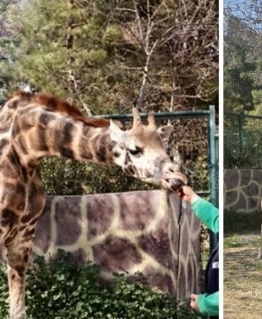 Türkiye’nin ilk zürafa yavrusu dünyaya geldi İsim arayışları devam ediyor