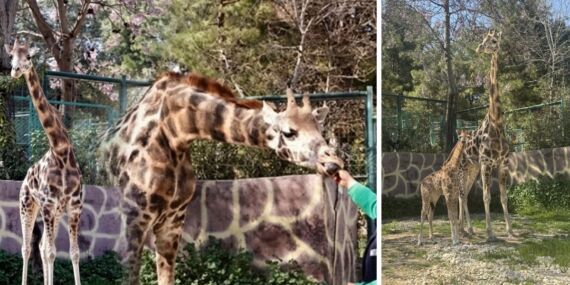 Türkiye’nin ilk zürafa yavrusu dünyaya geldi: İsim arayışları devam ediyor