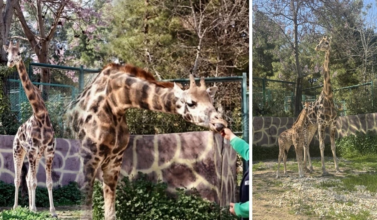 Türkiye’nin ilk zürafa yavrusu dünyaya geldi İsim arayışları devam ediyor