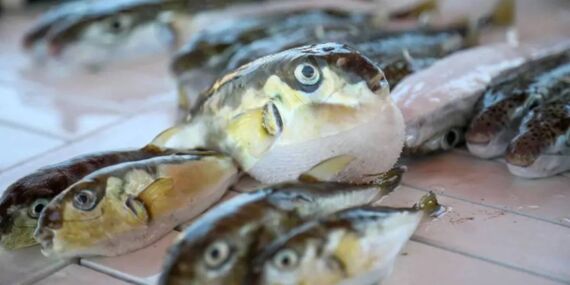 Zehirli istilaya karşı dev av: 665 bin balon balığı yakalandı!