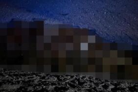 Arılar saldırdı, sürü kanala düştü 400 koyun hayatını kaybetti