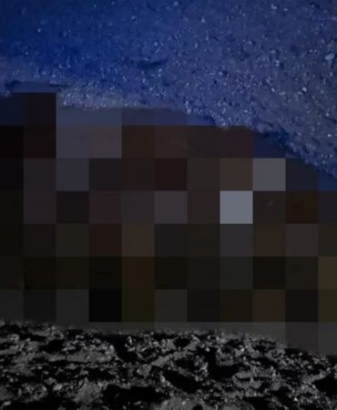 Arılar saldırdı, sürü kanala düştü 400 koyun hayatını kaybetti